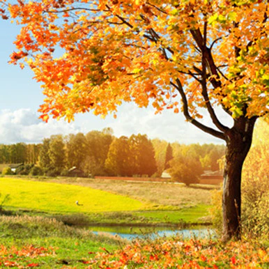Autumn Woods Fragrance Oil