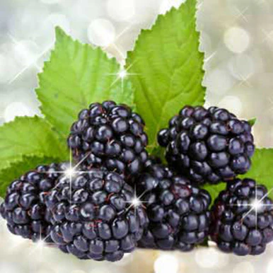 Blackberry Bling Bling Fragrance Oil