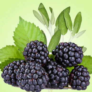 Blackberry Sage Fragrance Oil