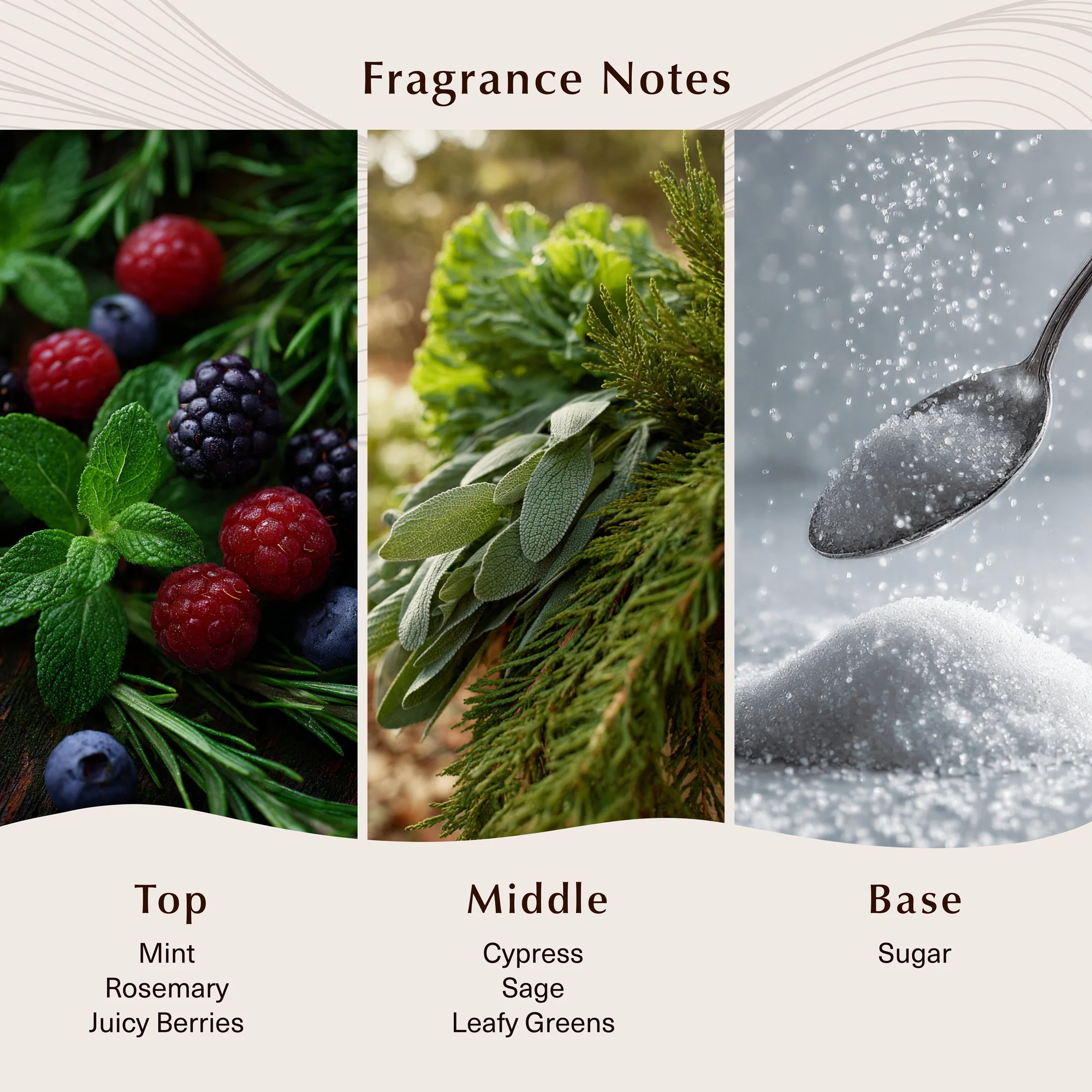 Blackberry Sage Fragrance Oil - Image 2