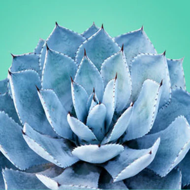 Blue Agave Fragrance Oil
