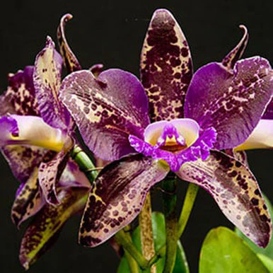 Chocolate Orchid Fragrance Oil