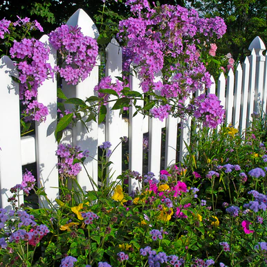 Country Garden Fragrance Oil