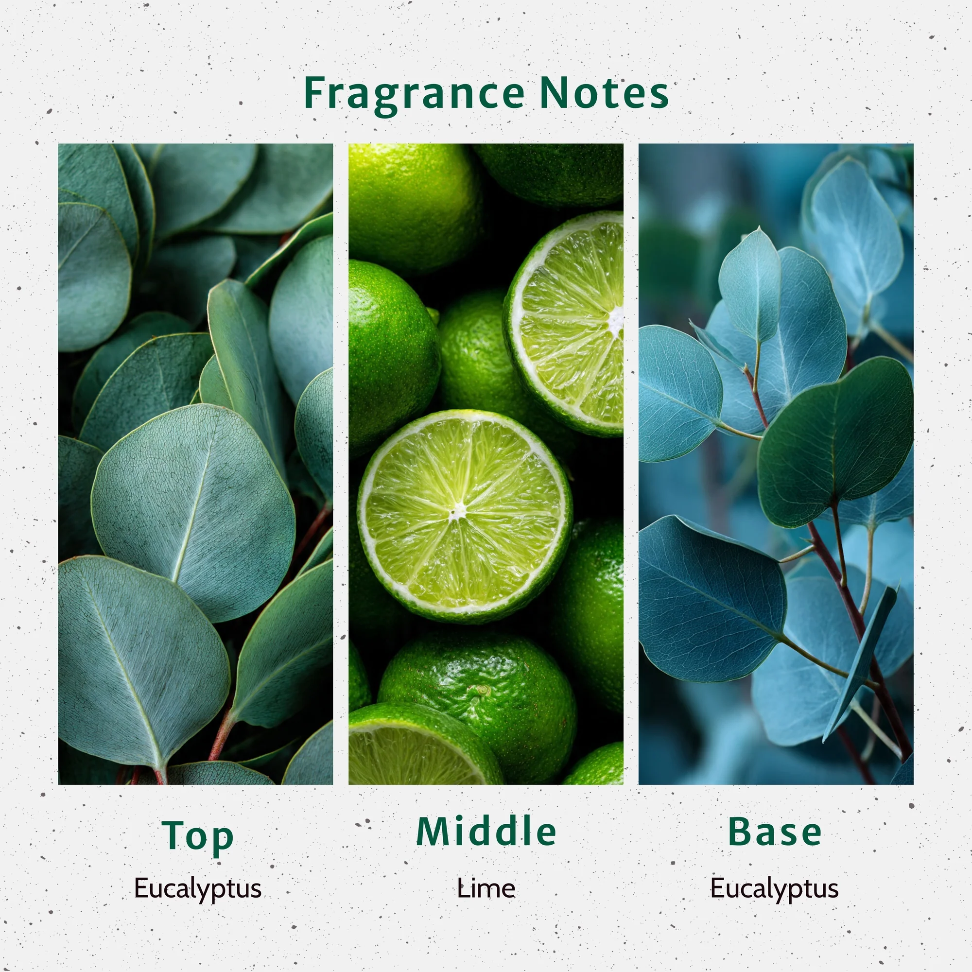 Eucalyptus Fragrance Oil - Image 2