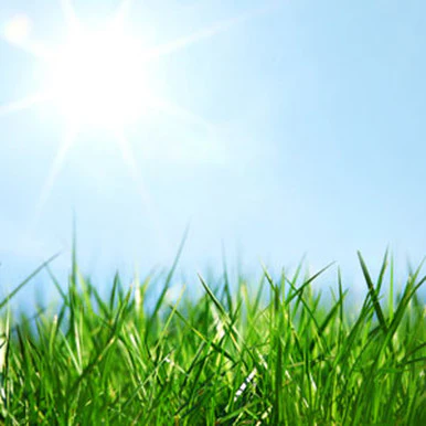 Fresh Cut Grass Fragrance Oil