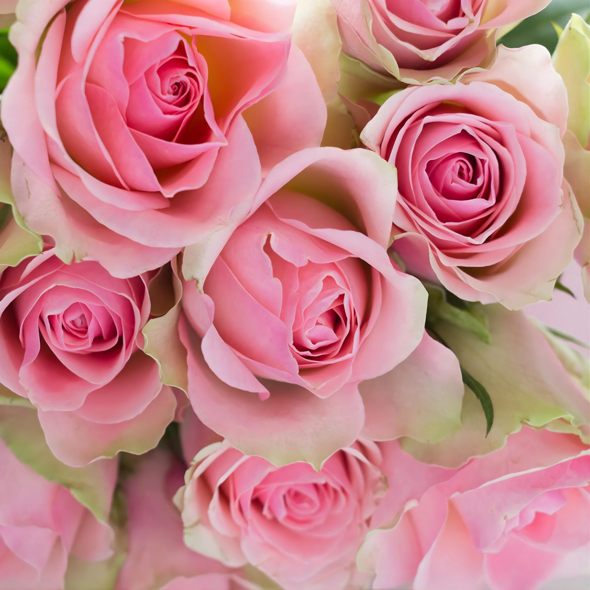 Fresh Cut Roses Fragrance Oil