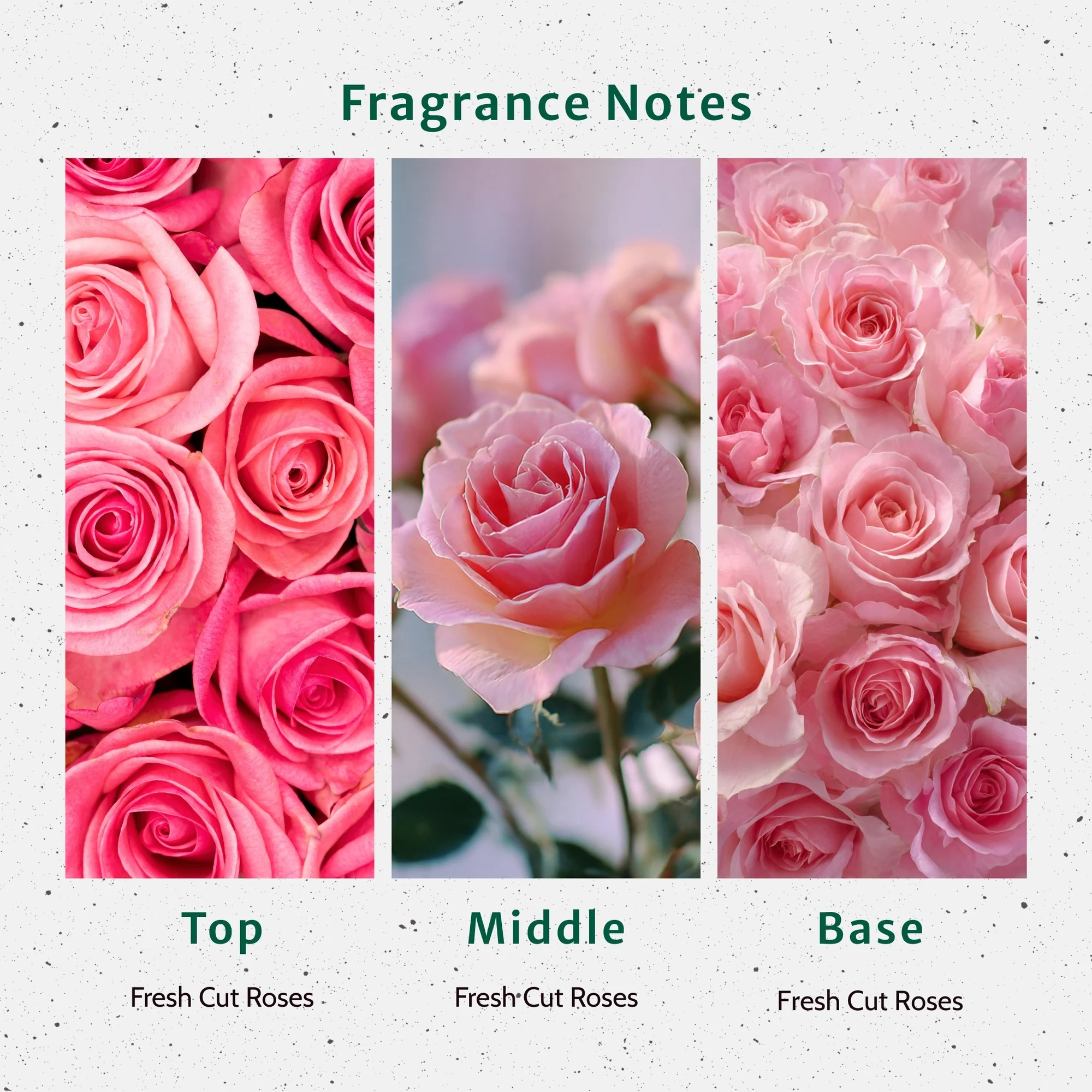 Fresh Cut Roses Fragrance Oil - Image 2