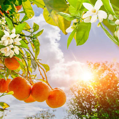 Golden Sunshine Fragrance Oil