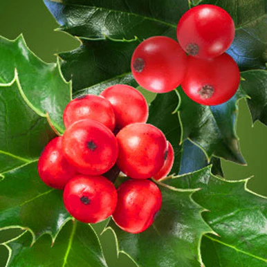 Holly Berry Fragrance Oil