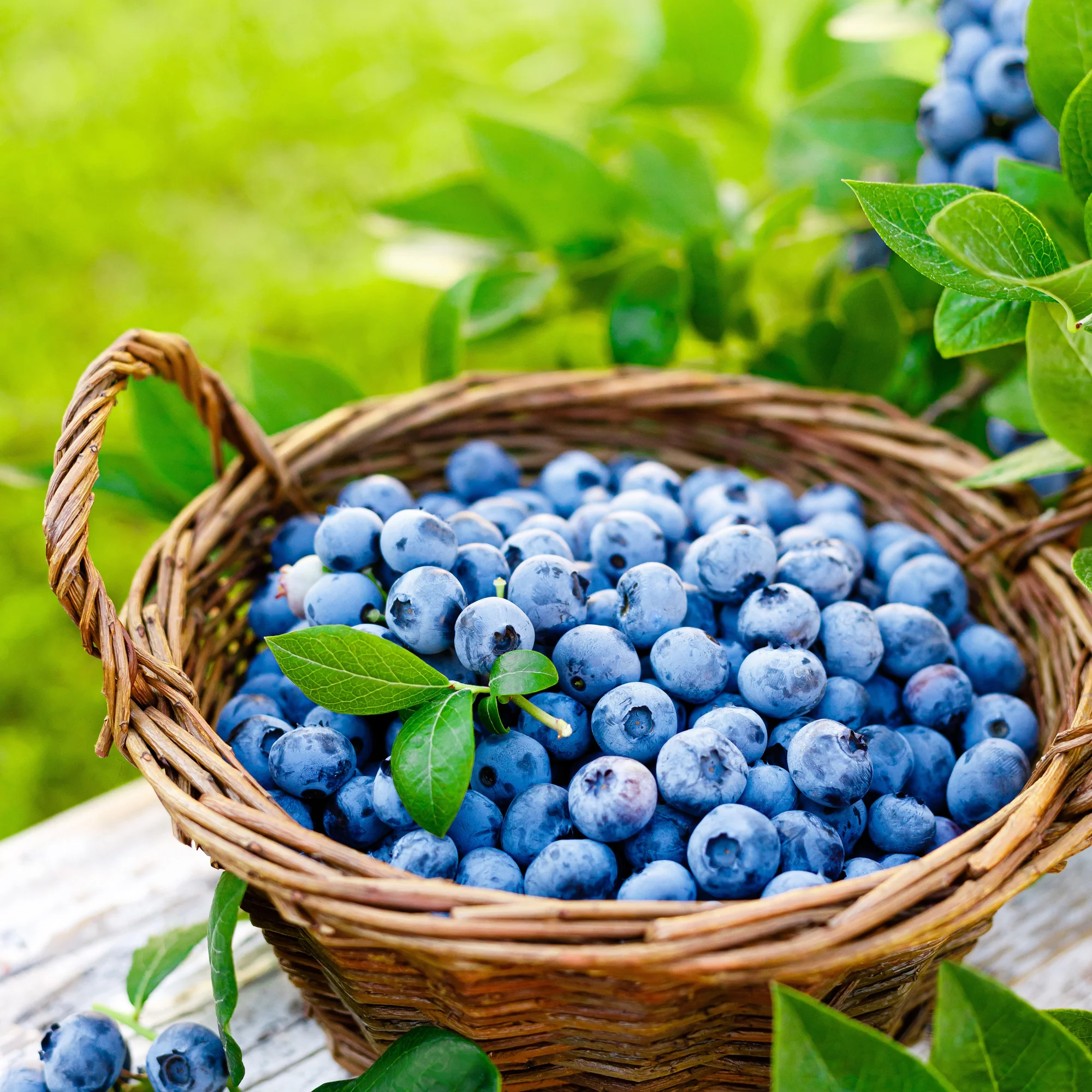 Huckleberry Harvest Fragrance Oil