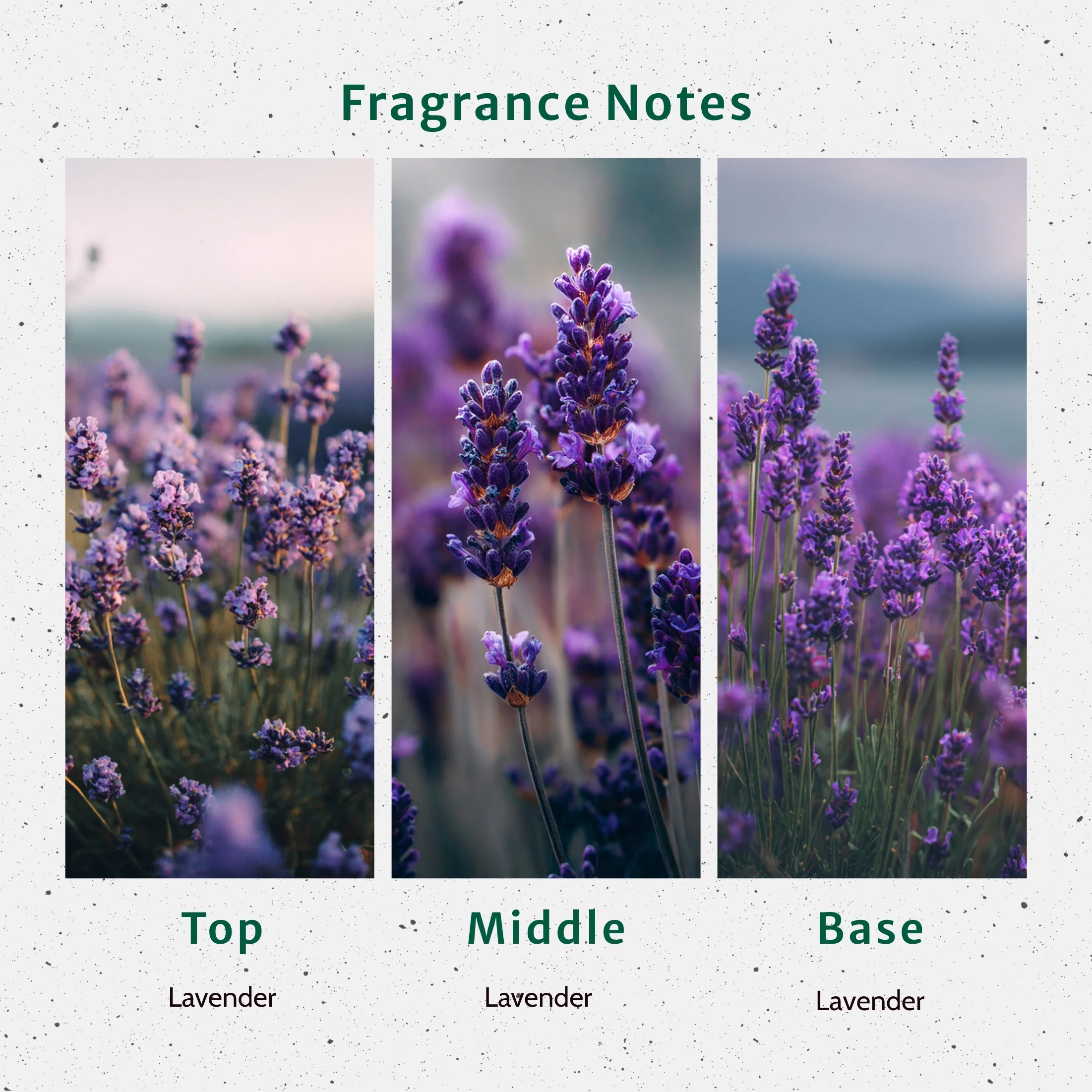 Lavender Flowers Fragrance Oil - Image 2