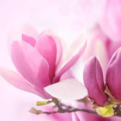 Magnolia Fragrance Oil