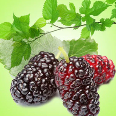 Mulberry Fragrance Oil