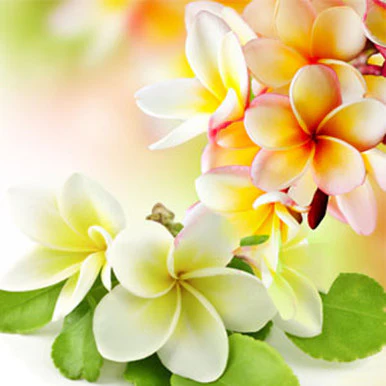 Pikaki Fragrance Oil