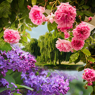 Pink Lilac and Willow Fragrance Oil