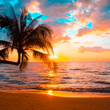 Tropical Sunrise Fragrance Oil