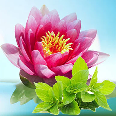 Waterlily Fresh Mint Fragrance Oil